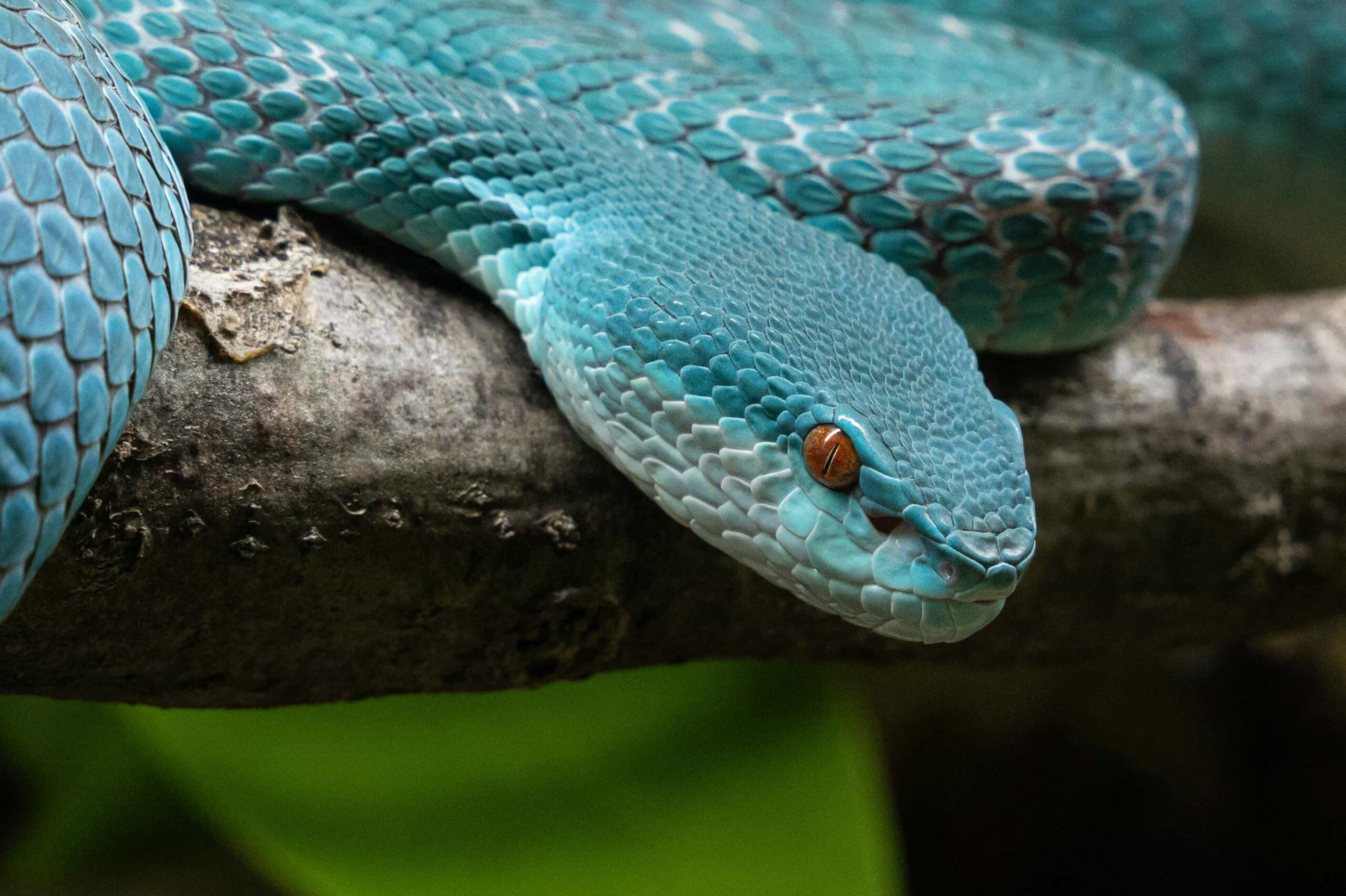 Russell’s Viper: